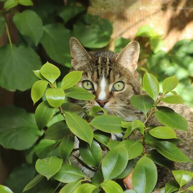 Katze lugt hinter Blättern hervor